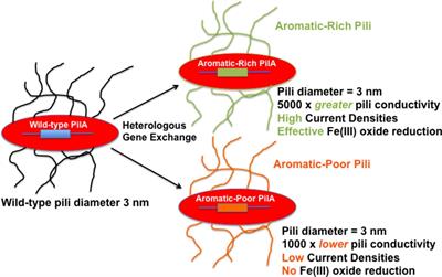 Geobacter Protein Nanowires